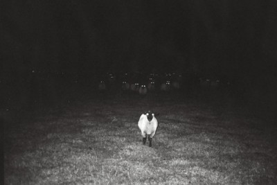 овцы-ночной-кошмар-трюкача-животные-291074.jpeg
