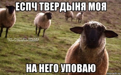 sheeps.jpg